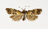  ( - NHMO-DAR-13520)  @11 [ ] CreativeCommons - Attribution Non-Commercial Share-Alike (2017) Unspecified University of Oslo, Natural History Museum