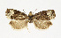  ( - NHMO-DAR-13529)  @11 [ ] CreativeCommons - Attribution Non-Commercial Share-Alike (2017) Unspecified University of Oslo, Natural History Museum