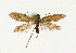  ( - NHMO-DAR-12791)  @11 [ ] CreativeCommons - Attribution Non-Commercial Share-Alike (2017) Unspecified University of Oslo, Natural History Museum