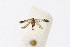  ( - NHMO-DAR-12823)  @12 [ ] CreativeCommons - Attribution Non-Commercial Share-Alike (2017) Unspecified University of Oslo, Natural History Museum