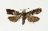  ( - NHMO-DAR-12848)  @13 [ ] CreativeCommons - Attribution Non-Commercial Share-Alike (2017) Unspecified University of Oslo, Natural History Museum