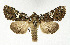  ( - NHMO-DAR-12873)  @14 [ ] CreativeCommons - Attribution Non-Commercial Share-Alike (2017) Unspecified University of Oslo, Natural History Museum