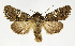  ( - NHMO-DAR-12874)  @14 [ ] CreativeCommons - Attribution Non-Commercial Share-Alike (2017) Unspecified University of Oslo, Natural History Museum