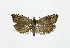  ( - NHMO-DAR-13653)  @11 [ ] CreativeCommons - Attribution Non-Commercial Share-Alike (2017) Unspecified University of Oslo, Natural History Museum