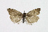  ( - NHMO-DAR-13654)  @11 [ ] CreativeCommons - Attribution Non-Commercial Share-Alike (2017) Unspecified University of Oslo, Natural History Museum