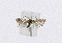  ( - NHMO-DAR-13663)  @12 [ ] CreativeCommons - Attribution Non-Commercial Share-Alike (2017) Unspecified University of Oslo, Natural History Museum
