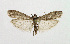  (Ephestia kuehniella - NHMO-DAR-13676)  @15 [ ] CreativeCommons - Attribution Non-Commercial Share-Alike (2017) Unspecified University of Oslo, Natural History Museum