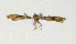  ( - NHMO-DAR-12548)  @12 [ ] CreativeCommons - Attribution Non-Commercial Share-Alike (2017) Unspecified University of Oslo, Natural History Museum