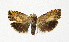  ( - NHMO-DAR-13710)  @11 [ ] CreativeCommons - Attribution Non-Commercial Share-Alike (2017) Unspecified University of Oslo, Natural History Museum