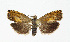  ( - NHMO-DAR-13711)  @11 [ ] CreativeCommons - Attribution Non-Commercial Share-Alike (2017) Unspecified University of Oslo, Natural History Museum