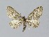  ( - NHMO-DAR-13971)  @14 [ ] CreativeCommons - Attribution Non-Commercial Share-Alike (2017) Unspecified University of Oslo, Natural History Museum