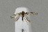  ( - NHMO-DAR-13991)  @11 [ ] CreativeCommons - Attribution Non-Commercial Share-Alike (2017) Unspecified University of Oslo, Natural History Museum