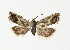  ( - NHMO-DAR-12555)  @13 [ ] CreativeCommons - Attribution Non-Commercial Share-Alike (2017) Unspecified University of Oslo, Natural History Museum