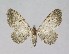  ( - NHMO-DAR-14055)  @13 [ ] CreativeCommons - Attribution Non-Commercial Share-Alike (2017) Unspecified University of Oslo, Natural History Museum
