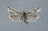  ( - NHMO-DAR-14065)  @13 [ ] CreativeCommons - Attribution Non-Commercial Share-Alike (2017) Unspecified University of Oslo, Natural History Museum