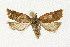  ( - NHMO-DAR-12562)  @11 [ ] CreativeCommons - Attribution Non-Commercial Share-Alike (2017) Unspecified University of Oslo, Natural History Museum