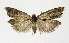  ( - NHMO-DAR-12564)  @13 [ ] CreativeCommons - Attribution Non-Commercial Share-Alike (2017) Unspecified University of Oslo, Natural History Museum