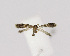  (Ectoedemia atricollis - NHMO-DAR-14607)  @12 [ ] CreativeCommons - Attribution Non-Commercial Share-Alike (2018) Unspecified University of Oslo, Natural History Museum
