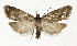  ( - NHMO-DAR-12573)  @14 [ ] CreativeCommons - Attribution Non-Commercial Share-Alike (2017) Unspecified University of Oslo, Natural History Museum