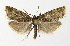  ( - NHMO-DAR-12577)  @13 [ ] CreativeCommons - Attribution Non-Commercial Share-Alike (2017) Unspecified University of Oslo, Natural History Museum
