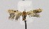  ( - NHMO-DAR-14970)  @11 [ ] CreativeCommons - Attribution Non-Commercial Share-Alike (2018) Unspecified University of Oslo, Natural History Museum