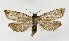  ( - NHMO-DAR-12579)  @13 [ ] CreativeCommons - Attribution Non-Commercial Share-Alike (2017) Unspecified University of Oslo, Natural History Museum