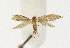  ( - NHMO-DAR-12586)  @13 [ ] CreativeCommons - Attribution Non-Commercial Share-Alike (2017) Unspecified University of Oslo, Natural History Museum