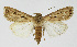  ( - NHMO-DAR-12603)  @11 [ ] CreativeCommons - Attribution Non-Commercial Share-Alike (2017) Unspecified University of Oslo, Natural History Museum