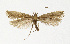 (Plutella haasi - NHMO-DAR-12621)  @14 [ ] CreativeCommons - Attribution Non-Commercial Share-Alike (2017) Unspecified University of Oslo, Natural History Museum