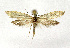  (Digitivalva reticulella - NHMO-DAR-12629)  @14 [ ] CreativeCommons - Attribution Non-Commercial Share-Alike (2017) Unspecified University of Oslo, Natural History Museum