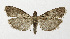  ( - NHMO-DAR-12641)  @14 [ ] CreativeCommons - Attribution Non-Commercial Share-Alike (2017) Unspecified University of Oslo, Natural History Museum