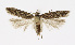  (Scrobipalpa atriplicella - NHMO-DAR-12648)  @15 [ ] CreativeCommons - Attribution Non-Commercial Share-Alike (2017) Unspecified University of Oslo, Natural History Museum