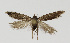  ( - NHMO-DAR-12653)  @13 [ ] CreativeCommons - Attribution Non-Commercial Share-Alike (2017) Unspecified University of Oslo, Natural History Museum