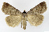  ( - NHMO-DAR-12668)  @14 [ ] CreativeCommons - Attribution Non-Commercial Share-Alike (2017) Unspecified University of Oslo, Natural History Museum