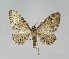  ( - NHMO-DAR-15034)  @13 [ ] CreativeCommons - Attribution Non-Commercial Share-Alike (2018) Unspecified University of Oslo, Natural History Museum