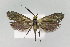  (Nemophora istrianellus - KBE 2018193)  @11 [ ] Creative Commons  Attribution Non-Commercial Share-Alike (2018) Kai Berggren NTNU University Museum, Department of Natural History