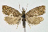  (Dichrorampha plumbana - KBE 2018367)  @14 [ ] Creative Commons  Attribution Non-Commercial Share-Alike (2018) Kai Berggren NTNU University Museum, Department of Natural History