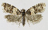  (Isotrias hybridana - KBE 2018375)  @14 [ ] Creative Commons  Attribution Non-Commercial Share-Alike (2018) Kai Berggren NTNU University Museum, Department of Natural History