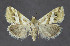  ( - KBE 2018500)  @11 [ ] Creative Commons  Attribution Non-Commercial Share-Alike (2018) Kai Berggren NTNU University Museum, Department of Natural History