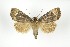  ( - NHMO-DAR-8231)  @11 [ ] CreativeCommons - Attribution Non-Commercial Share-Alike (2016) Unspecified University of Oslo, Natural History Museum