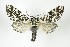  ( - NHMO-DAR-8225)  @14 [ ] CreativeCommons - Attribution Non-Commercial Share-Alike (2016) Unspecified University of Oslo, Natural History Museum