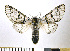  ( - NHMO-DAR-10301)  @12 [ ] CreativeCommons - Attribution Non-Commercial Share-Alike (2016) Unspecified University of Oslo, Natural History Museum