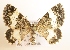  ( - NHMO-DAR-1419)  @14 [ ] No Rights Reserved (2014) Arild Johnsen University of Oslo, Natural History Museum