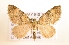  ( - NHMO-DAR-1432)  @13 [ ] No Rights Reserved (2014) Arild Johnsen University of Oslo. Natural History Museum