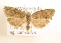  ( - NHMO-DAR-1471)  @13 [ ] No Rights Reserved (2014) Arild Johnsen University of Oslo. Natural History Museum