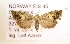  ( - NHMO-DAR-1472)  @13 [ ] No Rights Reserved (2014) Arild Johnsen University of Oslo. Natural History Museum