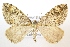  ( - NHMO-DAR-1502)  @14 [ ] No Rights Reserved (2014) Arild Johnsen University of Oslo, Natural History Museum