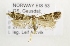  ( - NHMO-DAR-1505)  @13 [ ] No Rights Reserved (2014) Arild Johnsen University of Oslo, Natural History Museum