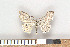  ( - NHMO Lep2011.045)  @12 [ ] Unspecified (default): All Rights Reserved  Unspecified Unspecified