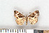 ( - NHMO Lep2011.048)  @13 [ ] Unspecified (default): All Rights Reserved  Unspecified Unspecified